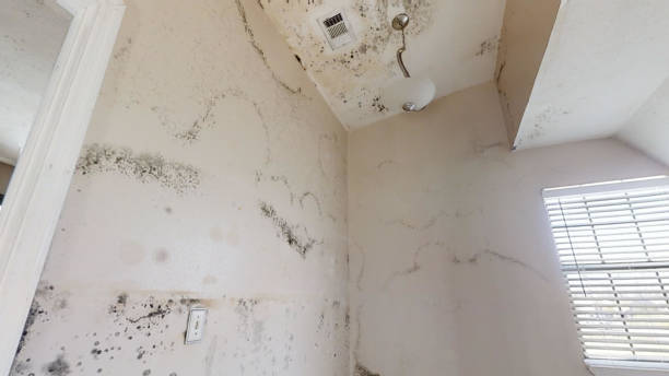 Best Mold Prevention Services  in Carlisle, PA