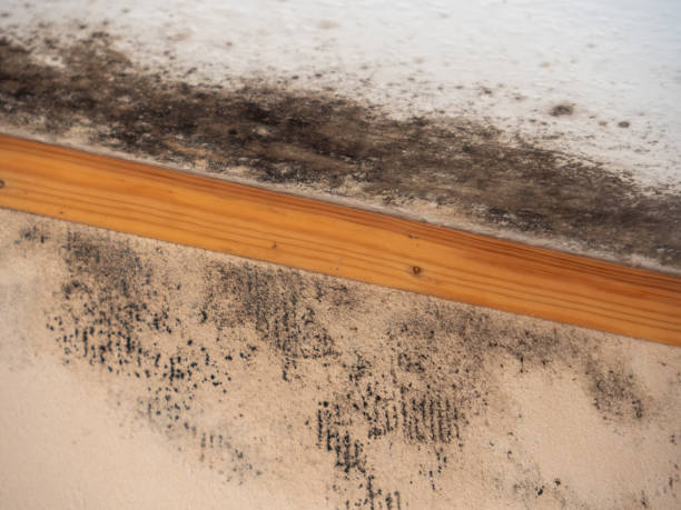 Biohazard Mold Removal in Carlisle, PA